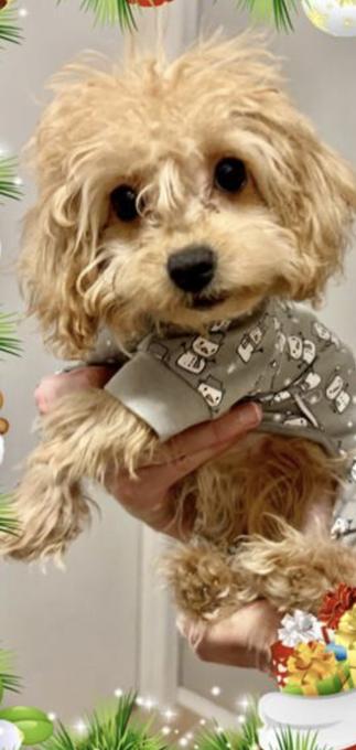 Toy poodle