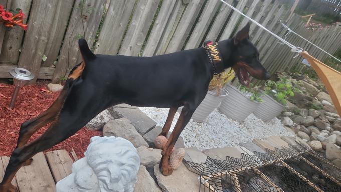 Doberman Pinchser