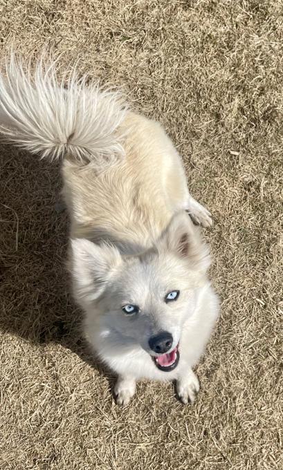 Pomsky