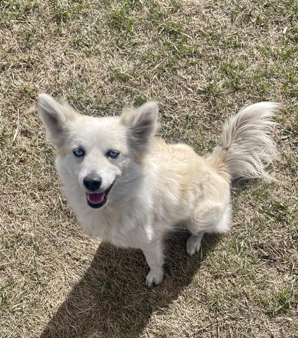Pomsky