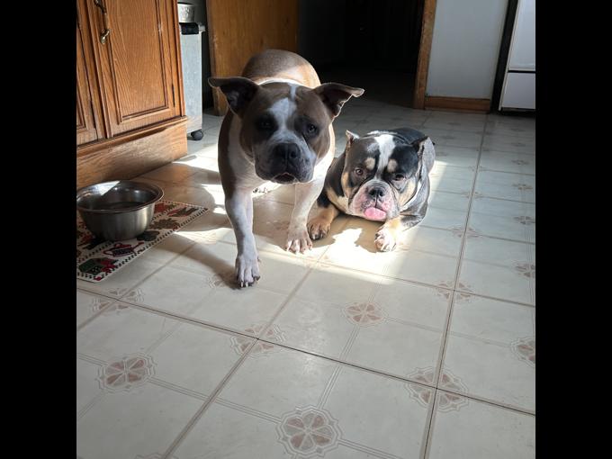 American Pocket Bully
