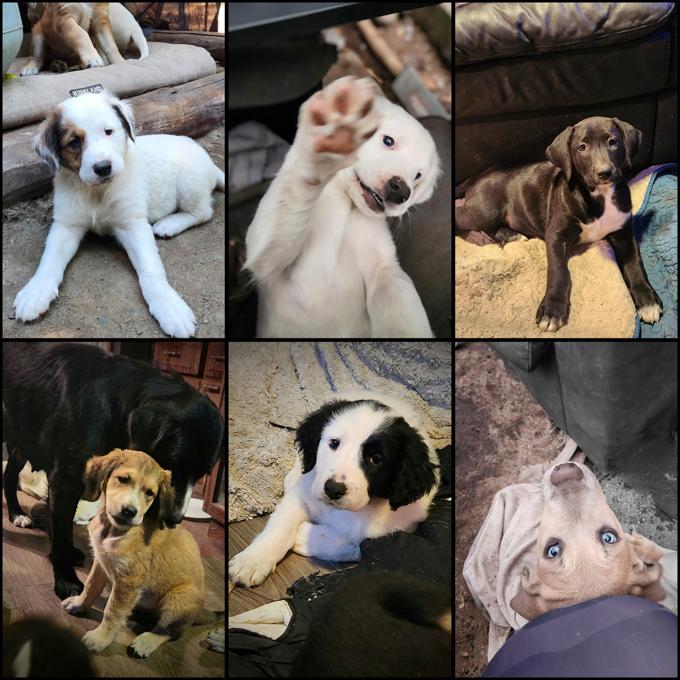 Mastiff, Bernesse, St Bernard
