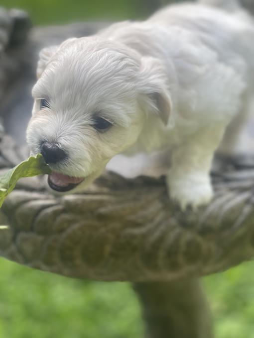 Bichon Shih Tzu 