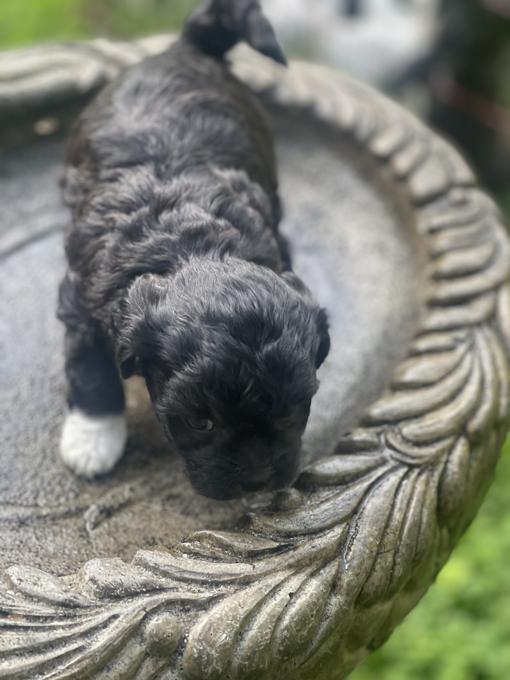 Bichon Shih Tzu 
