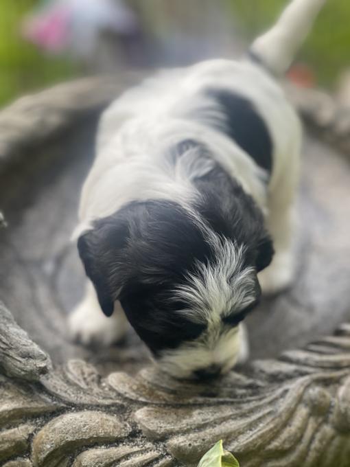 Bichon Shih Tzu 