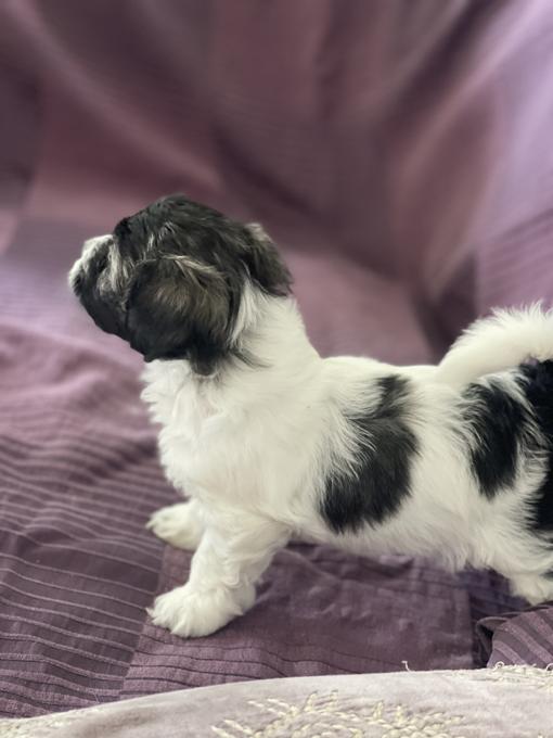 Bichon Shih Tzu 