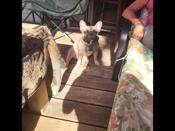 French bulldog