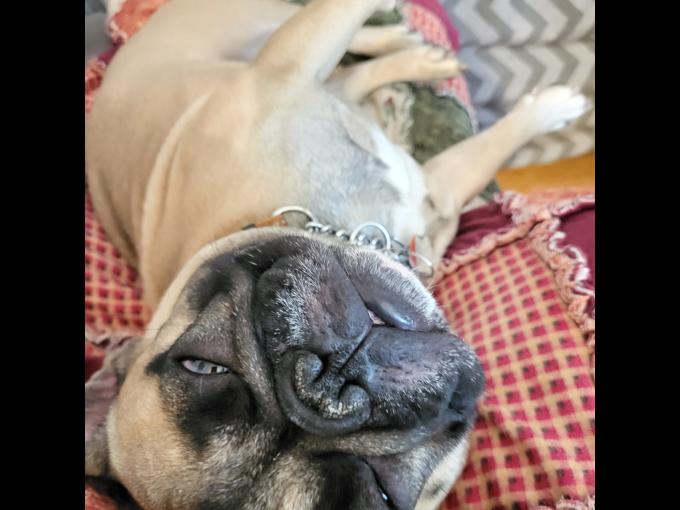 French bulldog
