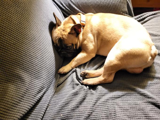 French bulldog