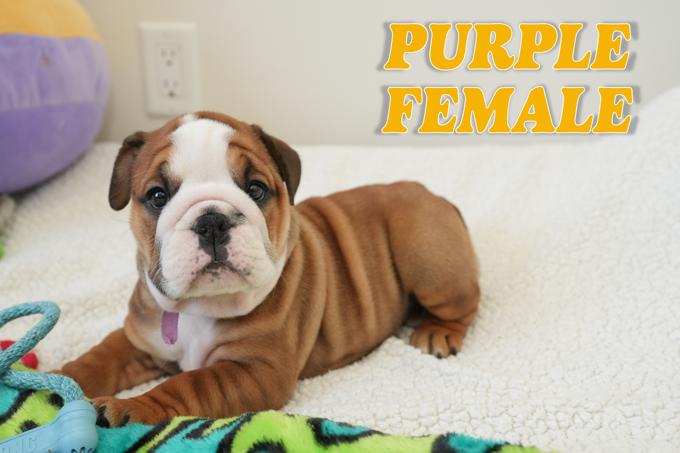 English bulldog