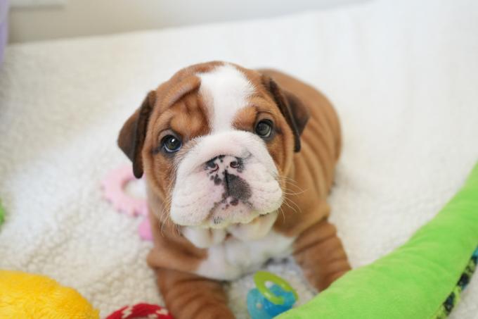 English bulldog