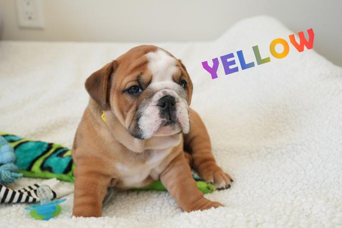 English bulldog
