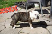 English bulldog