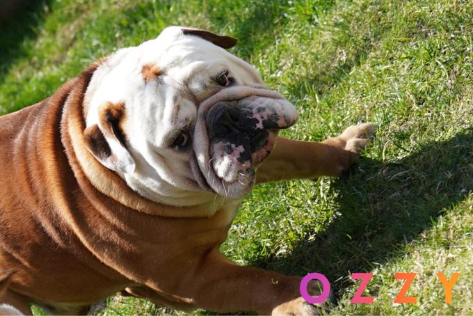 English bulldog