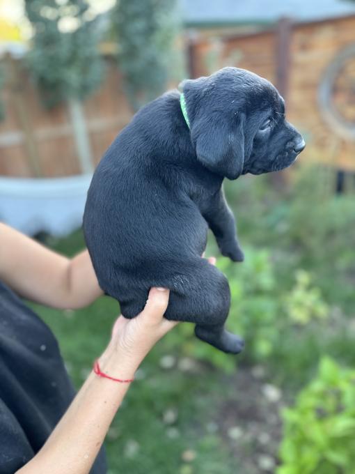 Labrador