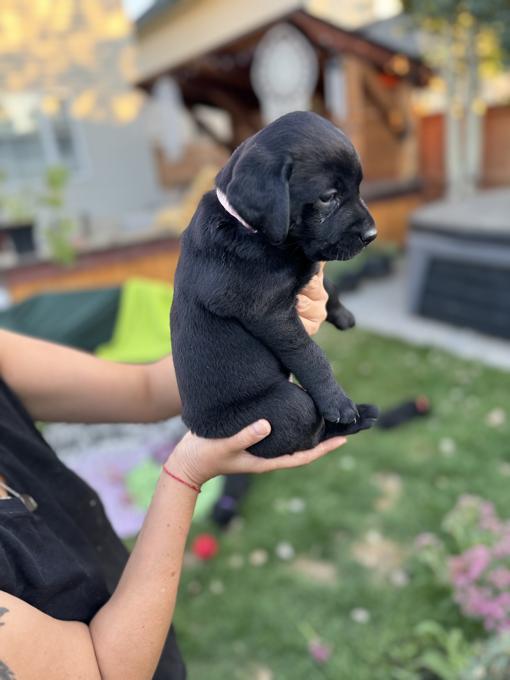 Labrador