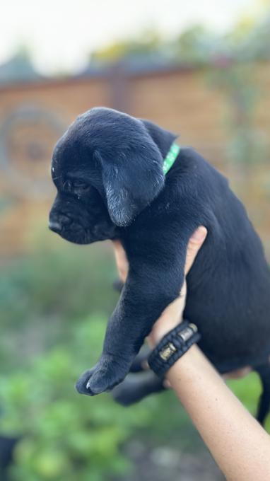 Labrador