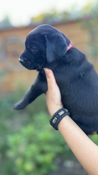 Labrador