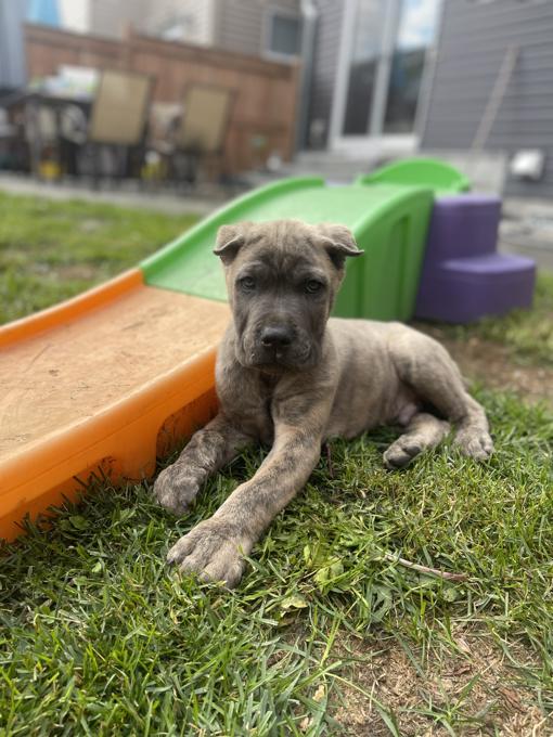 Cane Corso