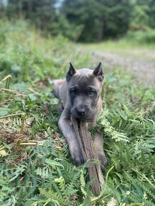 Cane Corso
