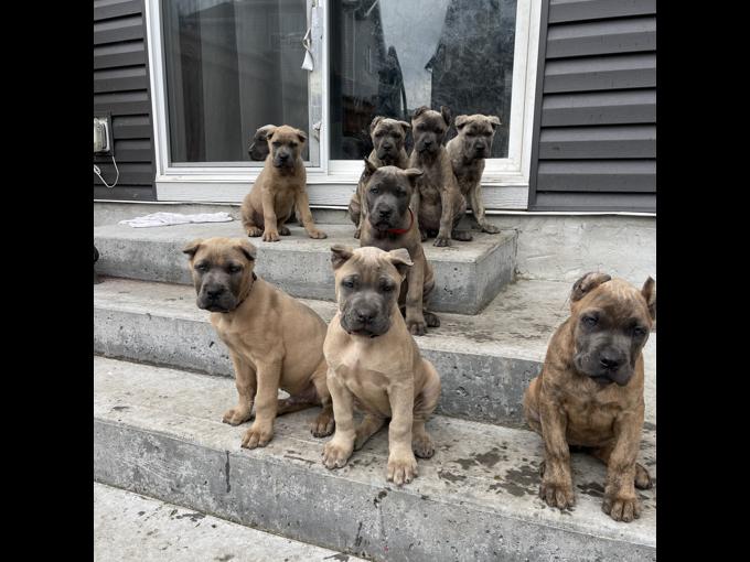 Cane Corso