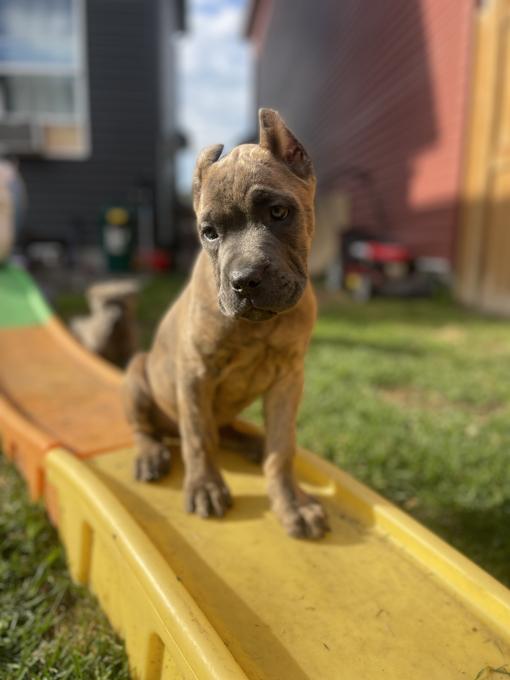Cane Corso