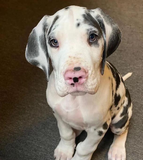 Great Danes pups