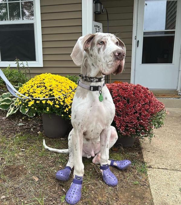 Great Danes pups