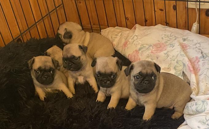 Pug
