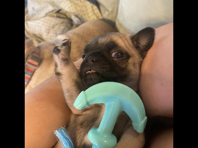 Pug