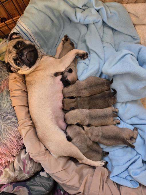 Pug
