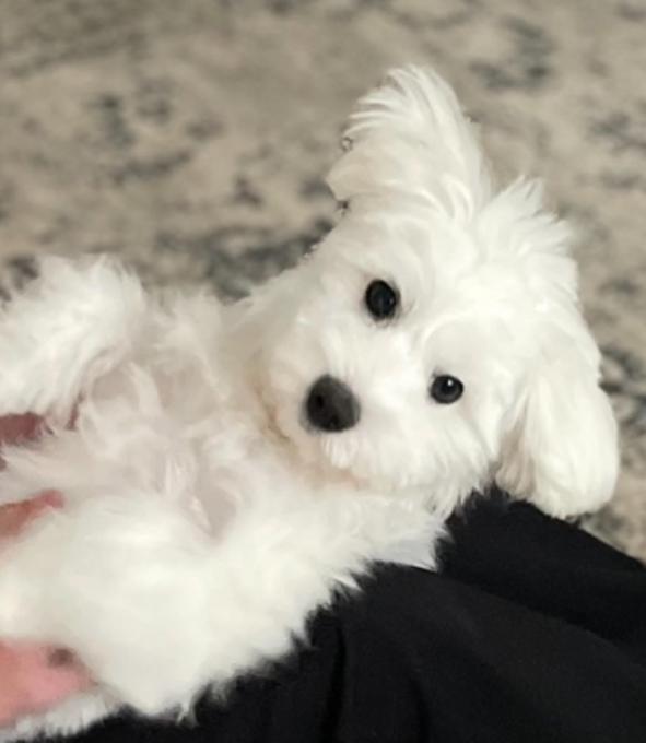 Maltese