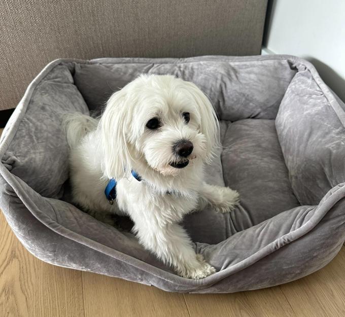 Maltese