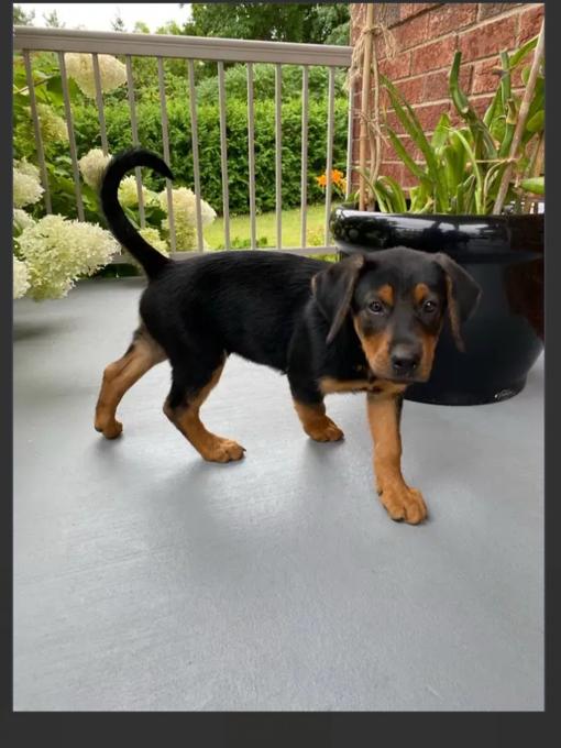 Labrador and heeler