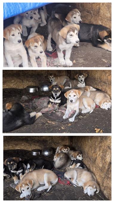 •Mom pure breed Malamute •Father is a Hound