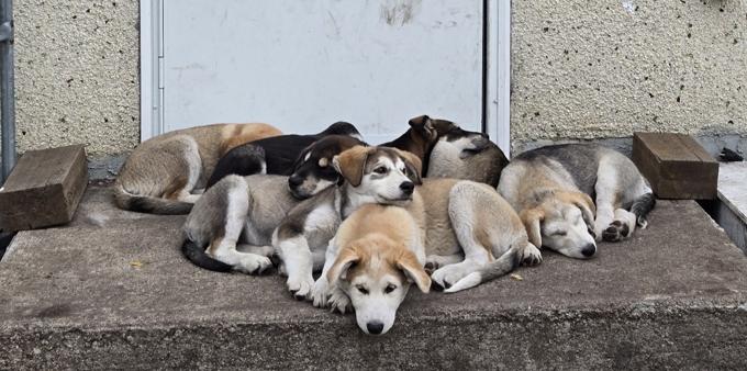 •Mom pure breed Malamute •Father is a Hound