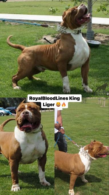 American bully