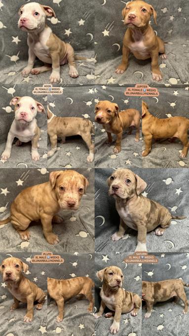 American bully