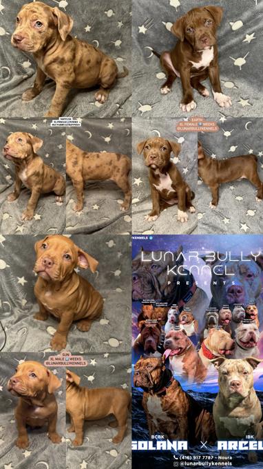 American bully