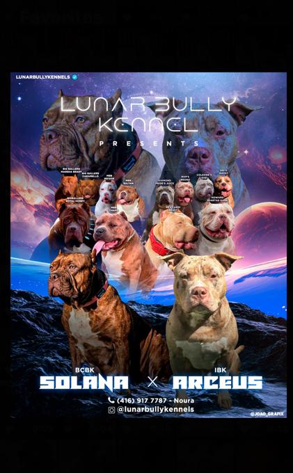 American bully