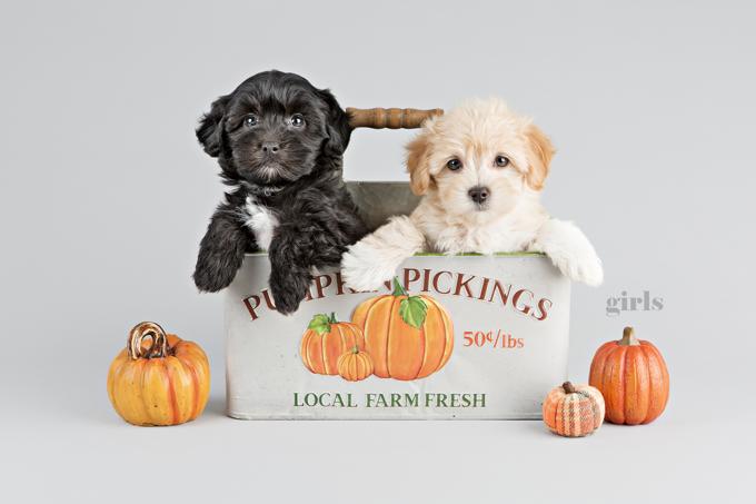 Maltipoo