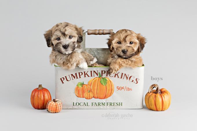 Maltipoo