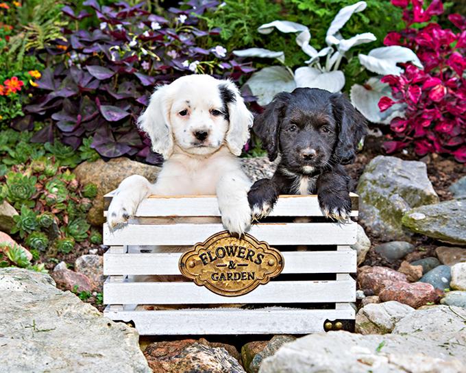 Maltipoo
