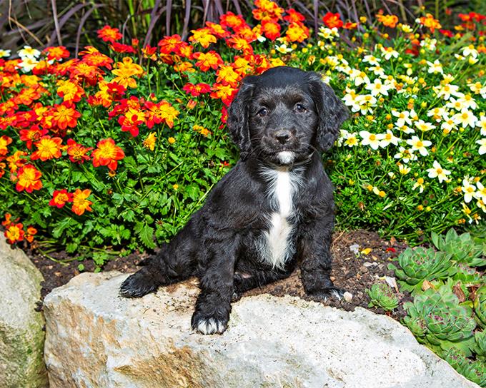 Maltipoo