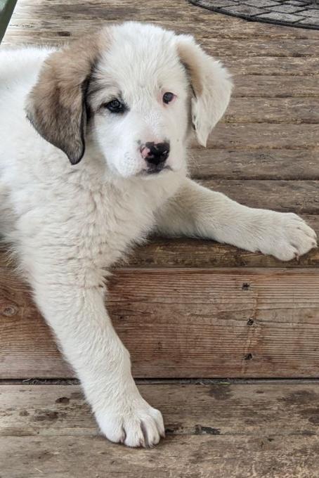 Asian Shepard/Pyrenees