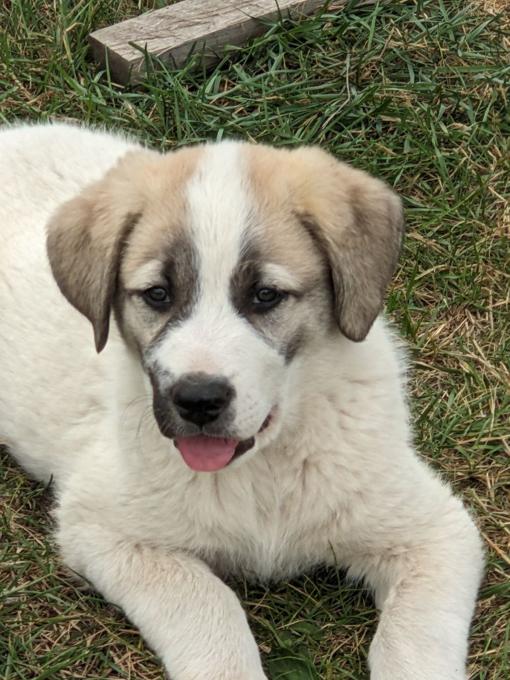 Asian Shepard/Pyrenees