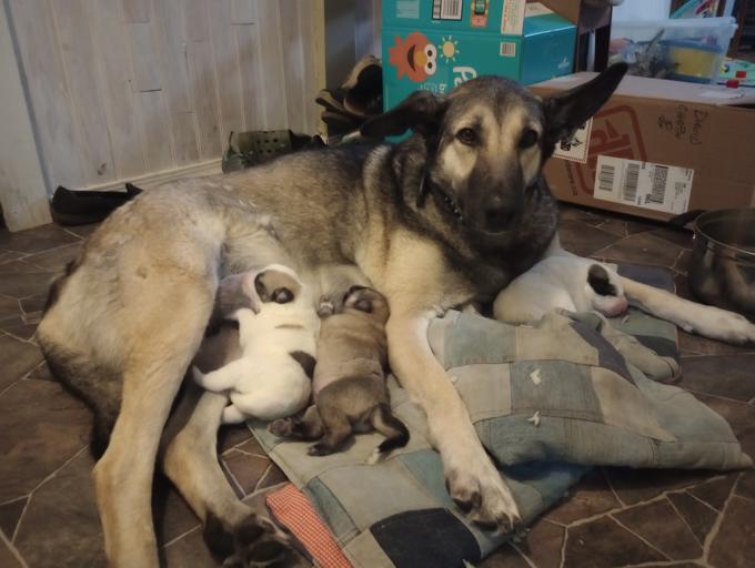 Asian Shepard/Pyrenees