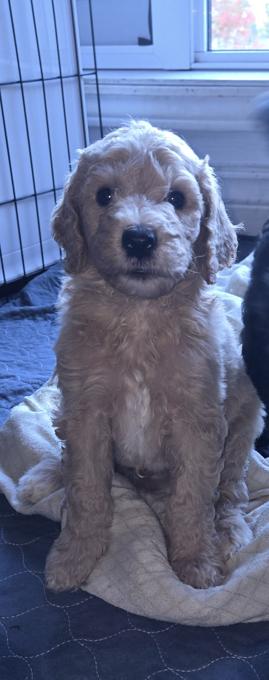 Poodle
