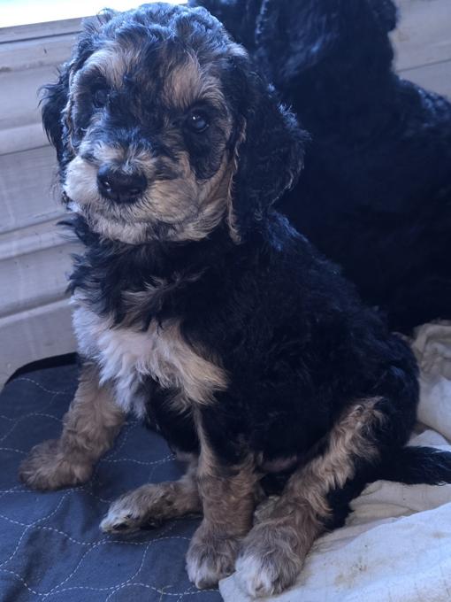 Poodle