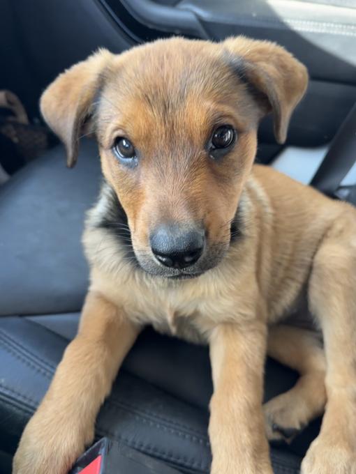 Rottweiler x Belgian Malinois Shepherd